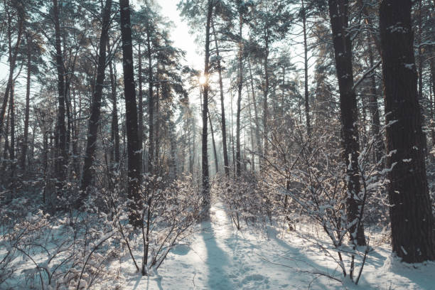 istock snowy forest at sunrise in the morning 1284688413
