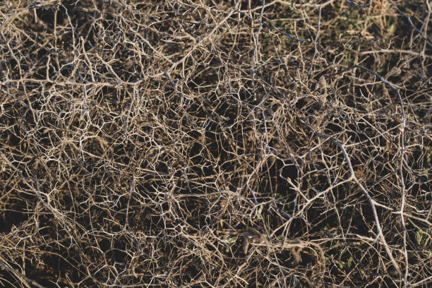 istock Closeup leafless barren thorny bush with tangled branches, dry dead plant with thorns on branches in Ayia Napa coast in Cyprus, selective focus 1284688426