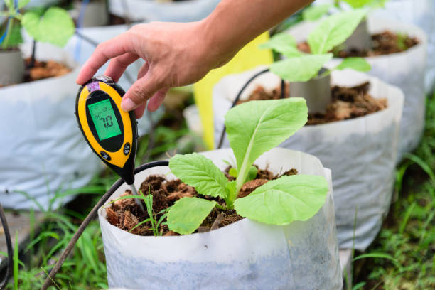 istock Check pH value in Planting bag of Chinese cabbage 1284688679