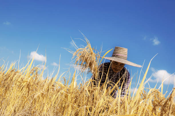 istock Farmers harvesting rice at sky. 1284688983