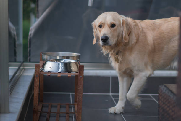 Golden retriever dog walking on a balcony