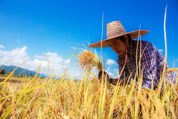 istock Farmers harvesting rice on field. 1284689009