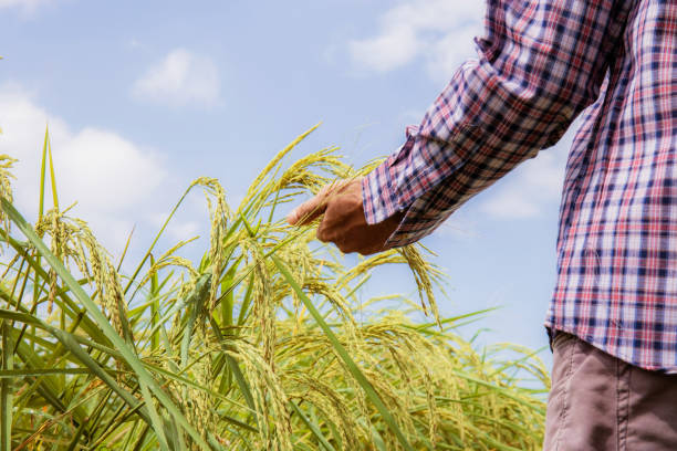 istock Hand of farmer at rice. 1284689027