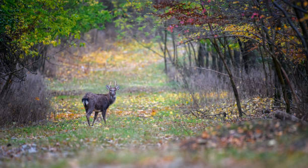 istock Young majestic red deer stag in Autumn Fall 1284689108