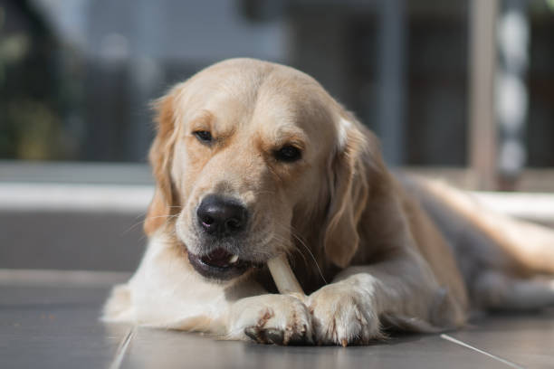 istock Golden retriever dog eating bone on the balcony. 1284689161