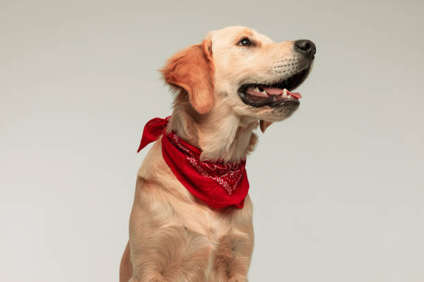 istock beautiful golden retriever dog looking aside and dreaming 1284689182