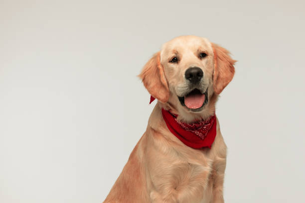 istock golden retriever dog looking at something that makes him excited 1284689203