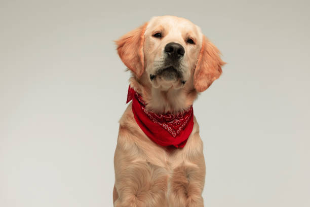 istock cute golden retriever dog looking at the camera 1284689211