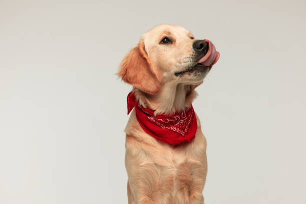 bel cane golden retriever leccare il naso, distostando lo s guardando - naso rosso foto e immagini stock