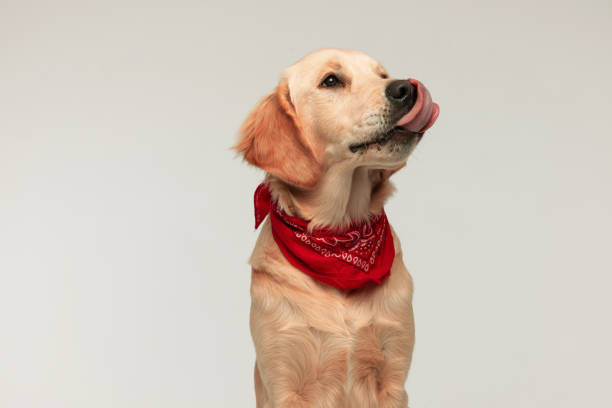 beautiful golden retriever dog licking his nose, looking away beautiful golden retriever dog licking his nose, looking away and wearing a red bandana on gray background licking nose stock pictures, royalty-free photos & images