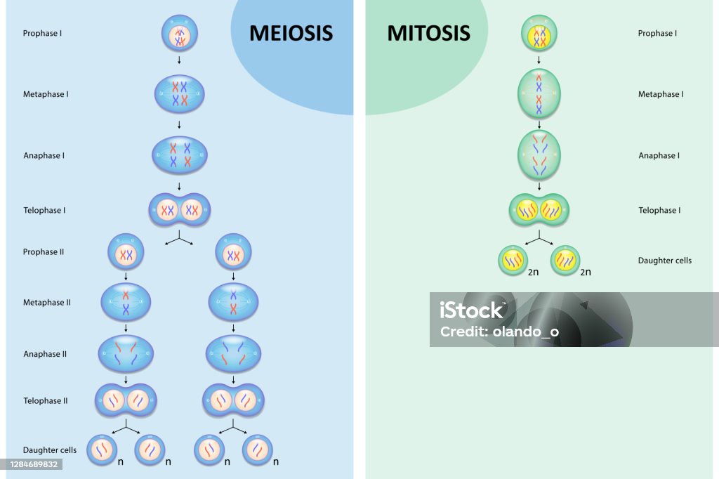Porównanie schematu mejozy i mitozy - Grafika wektorowa royalty-free (Mitoza)