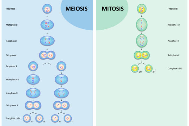 porównanie schematu mejozy i mitozy - mitoza stock illustrations