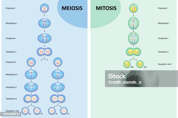 Porównanie Schematu Mejozy I Mitozy - Stockowe grafiki wektorowe i więcej obrazów Mitoza - Mitoza, Mejoza, Rower