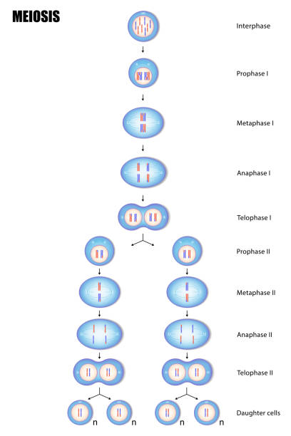 Was Ist Der Unterschied Zwischen Meiose Und Mitose 260+ Grafiken, lizenzfreie Vektorgrafiken und Clipart zu Mitose Meiose