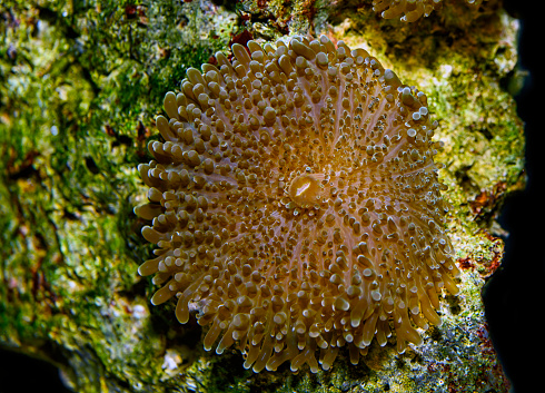 Ricordea Mushroom (Ricordea yuma)