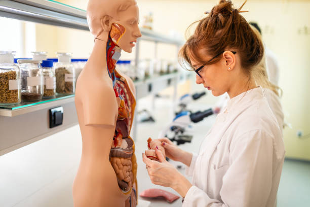istock Student of medicine examining anatomical model in lab 1284690260