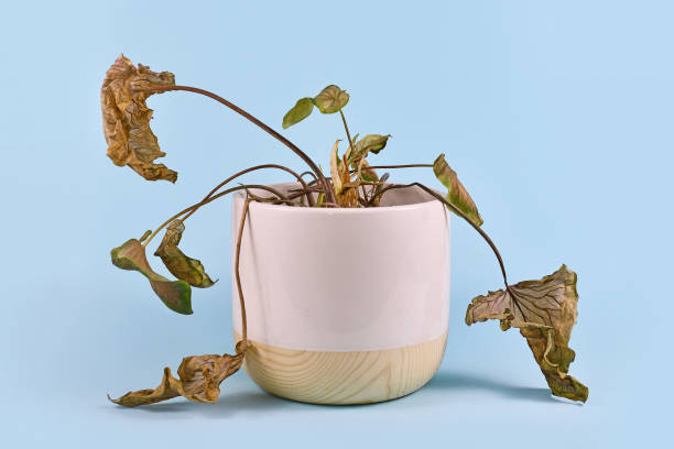 Neglected dying house plant with hanging dry leaves in white flower pot on blue background Neglected dying house plant with hanging dry leaves in white and wooden flower pot on light blue background wilted plant stock pictures, royalty-free photos & images
