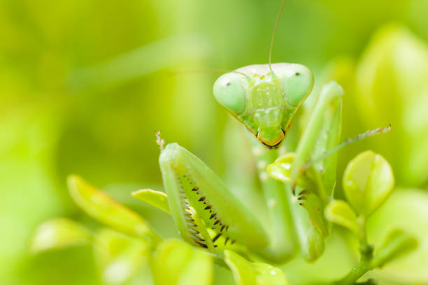 Mantis larvae on plant in the wild