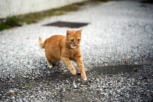 istock A cat jumping on a dirt road 1284691903
