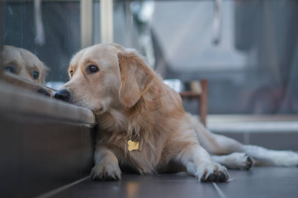 perro en el balcón mirando la vista de la ciudad que desea ir a caminar fuera - golden retriever dog retriever waiting fotografías e imágenes de stock