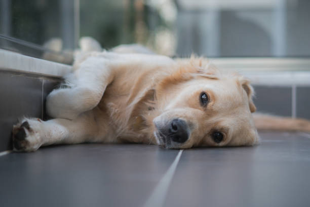 cara de primer plano de lindo perro golden retriever y triste aburrido sueño cara en el suelo - sadness depression dog retriever fotografías e imágenes de stock