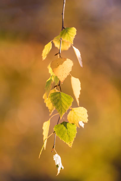 istock beautiful autumn yellow birch leaves 1284693244