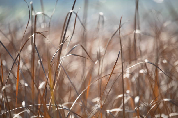 istock orange reeds blowing in the wind. 1284693254