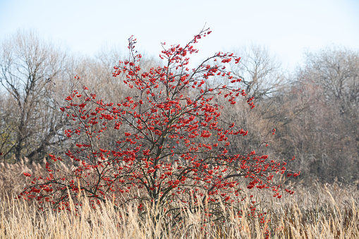 Autumn Foliage and Red Berries on Sorbus aucuparia, commonly called rowan tree. Czech Republic, Europe nature landscape