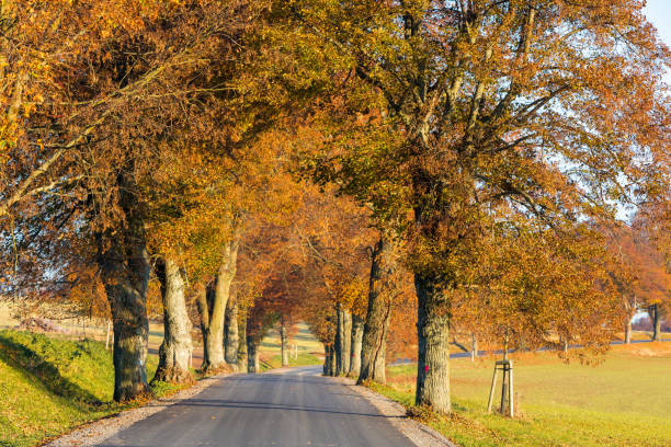 istock fall colored trees on alley in autumn 1284693265
