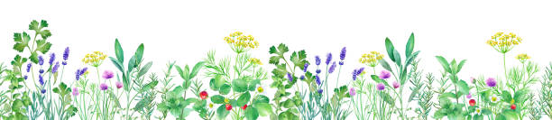 ilustrações, clipart, desenhos animados e ícones de ilustração de aquarela do jardim de ervas no fundo branco. horizontal (padrão sem emenda) - rosemary herb vegetable garden herbal medicine