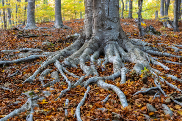 가을 숲에서 큰 비치 나무 뿌리의 가까이. 안정성 개념을 대표합니다. - yellow landscapes nature park 뉴스 사진 이미지