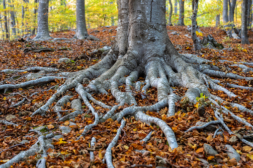 Natural Landscape - Close up of a Trunk of a Tree and its roots spreading on the Ground along the Bruce Trail in Hamilton, Ontario