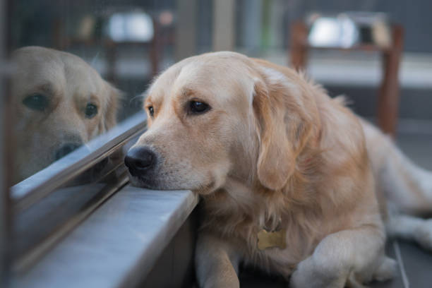 istock Bored Golden retriever dog waiting on a balcony 1284693645