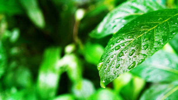 istock Rain drop on the green fresh leaf with blur background green garden, have space for idea. 1284694301