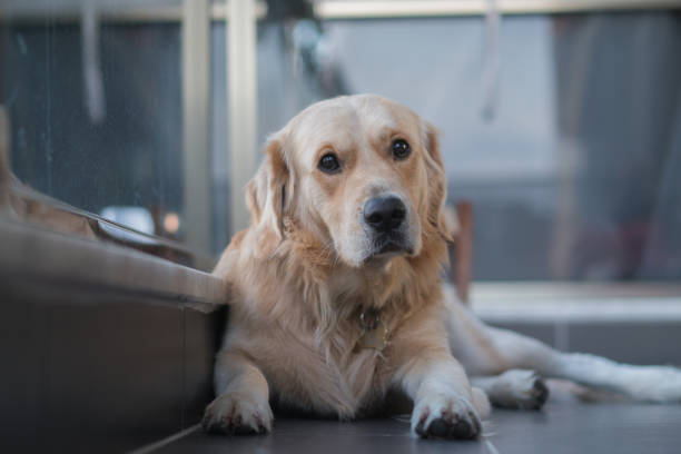 istock Bored Golden retriever dog sitting on a balcony 1284694329