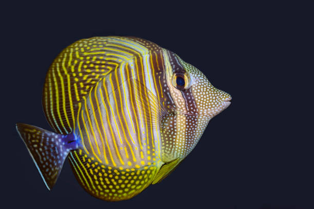 парусфин тан (зебрасома велайфрум) - sailfin tang стоковые фото и изображения