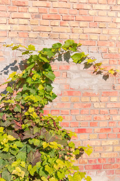 istock Grapes branches against the old red and yellow bricks wall 1284694483
