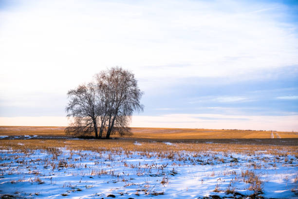 istock A tree on a field in the snow. Light sky and mown grass. 1284697889