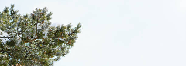 Green spruce, pine with cones against the blue sky, bottom-up view, empty space for text on the right. Evergreen tree. Banner