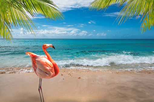 Bright picture with one pink flamingo bird standing on Aruba's white sand beach. Turquoise colored sea and blue sky in the backgound. Tropical swaving palm fronds in the corners of the image.