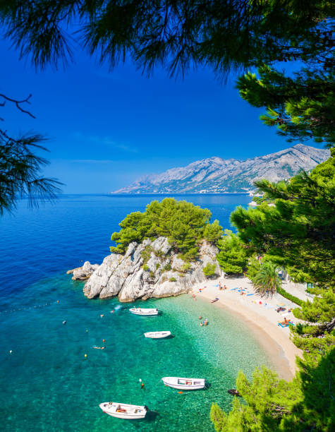 podrace strand in brela durch pinien - europe pine tree sea adriatic sea stock-fotos und bilder