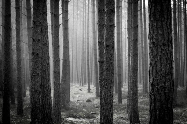 istock Black and white view of dark forest 1284701516