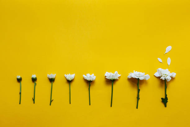Chamomile flowering stages. White daisies on a bright yellow background. Backdrop with copy space. Top view. Minimalism creative concept.