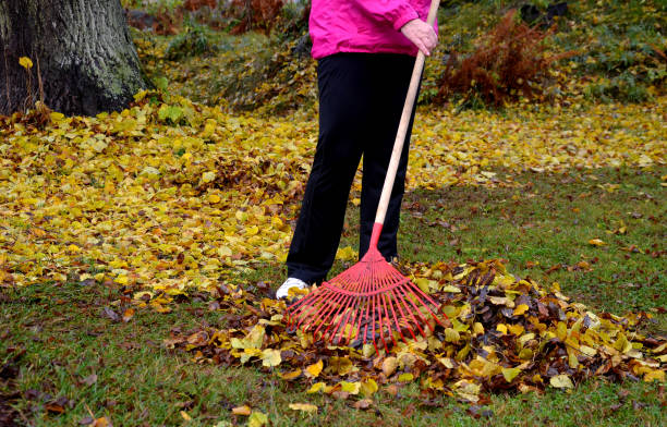 raking, woman, wife, mature, autumn, avium, blower, brown, cherry, circle, clean, compost, composting, cordata, creates, danger, decomposition, dirt, earthworms, garden, gardening, grass, hand, high, holding, jacket, lawn, leaf, leaves, legs, mulch, mulching, park, pile, piles, prunus, quality, rake, red, regular, rotting, shrub, slipping, soil, tilia, tool, under, violet, wood, yellow rastrillo regular de hojas de otoño en pilas. peligro de resbalar en el paso de peatones. mujer en chaqueta deportiva rastrillo rojo rastrillo. las hojas sirven como mantillo en un círculo bajo árboles y arbustos. el compostaje de hojas en el compost de