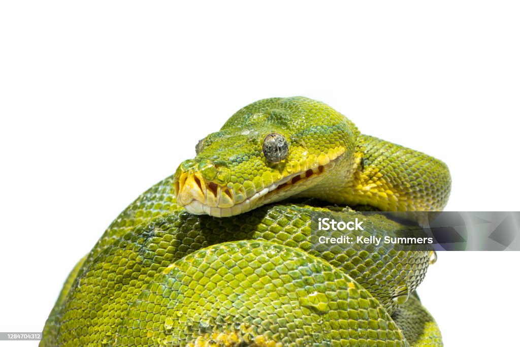 green tree python stock photo - download image now -... Green Tree Python 3 Stock Photo - Download Image Now - Animal, Animal ...