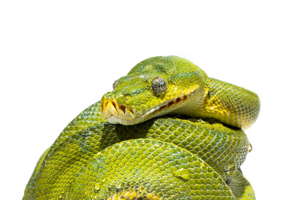 green tree python stock photos, images and backgrounds... 1,200+ Green Tree Python Stock Photos, Pictures & Royalty-Free Images ...