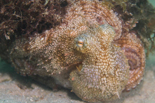 octopus