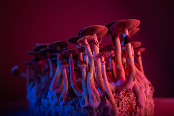 psilocybe cubensis - magic mushroom psychedelic mushroom fungus stock-fotos und bilder