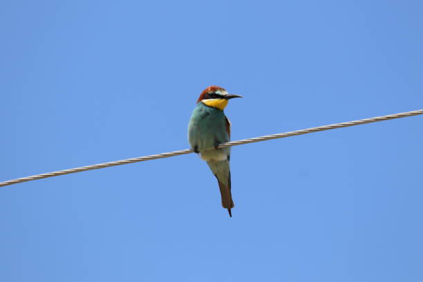 istock European Bee-eater on electric wire 1284707933