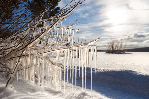 Winter landscape with icicles on the branches of a tree Icicles lit by the sun on the branches of a tree on the shore of a frozen reservoir in the background.Winter landscape. icicle photos stock pictures, royalty-free photos & images